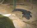 sleeping crocodil