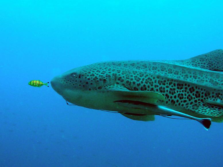 leopardenhai.jpg