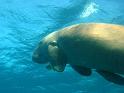 dugong1